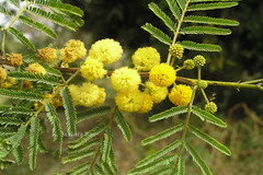 Acacia nilotica